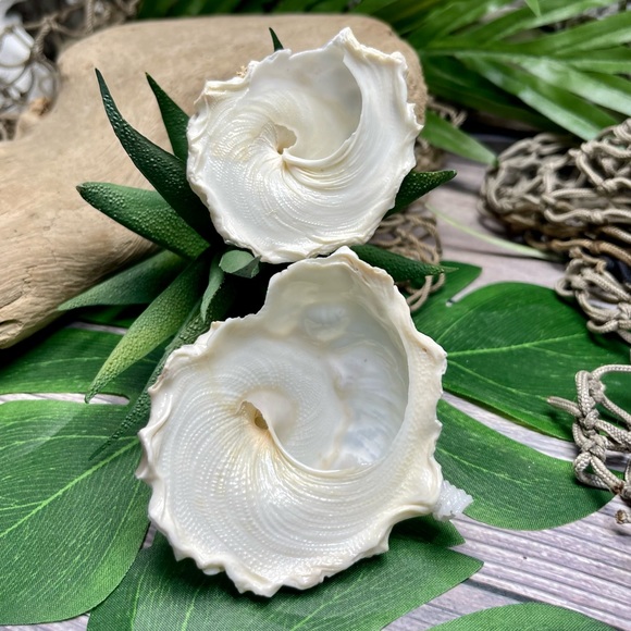 (2) RARE White Carrier Seashells Collector Shells Coastal Nautical Beach Decor - Picture 15 of 17
